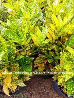 Cây Cô Tòng Lá Đốm cao 30 - 35cm