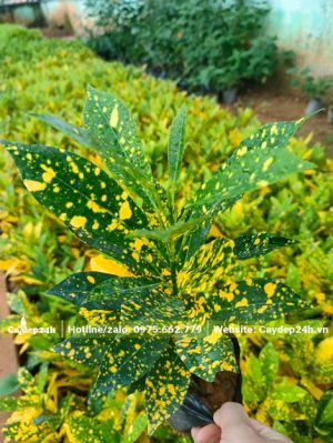 Cây giống cô tòng lá đốm giâm cành