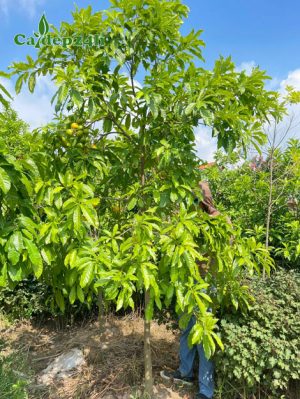 Cây Vú Sữa Hoàng Kim trưởng thành cao hơn 2m