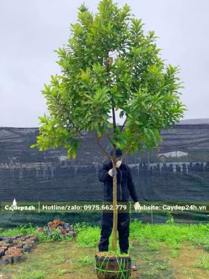 Mua cây Vú Sữa Hoàng Kim trưởng thành cao khoảng 3m