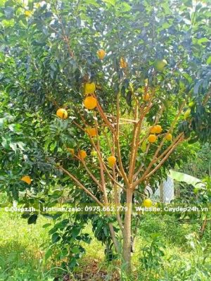 Vú Sữa quả vàng, cây đã ra trái ổn định