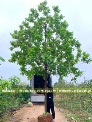 Cây cao khoảng 4m, đường kính gốc 15cm