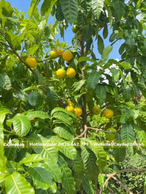 Vú Sữa Hoàng Kim quả chín vàng, sai trĩu cành