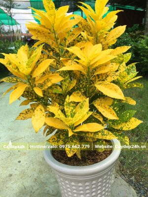 Chậu cây cảnh cô tòng lá đốm vàng tươi rực rỡ
