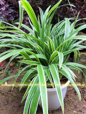 Cây Cỏ Lan Chi cao 30cm trồng trong chậu cảnh