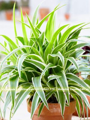 Chậu cây cảnh cỏ lan chỉ để bàn làm việc