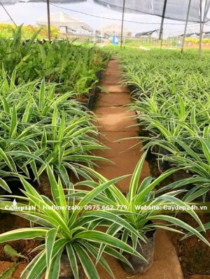 Trồng và chăm sóc cây Cỏ Lan Chi trong khu vực có mái che