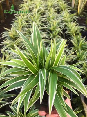 Cây Cỏ Lan Chi lá sum suê, màu sắc đẹp