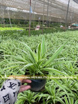 Cỏ Lan Chi trưởng thành dưỡng tại nhà vườn, có mái che bằng lưới đen