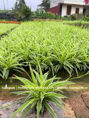 Những luống cỏ Lan Chi xếp ngay ngắn, chiều cao 20 - 25cm