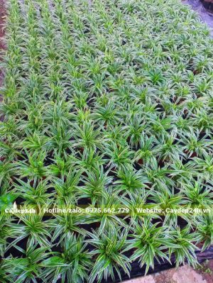 Luống cây Dây Nhận kích thước đều tăm tắp