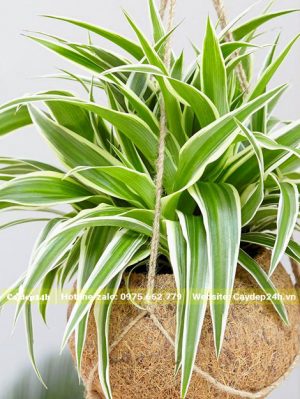 Cách trồng cỏ Lan Chi sáng tại trong gáo dừa