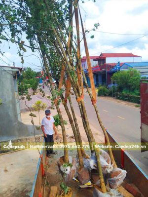 Cần cẩu đang di chuyển những cây ngân hạnh trưởng thành cao hơn 5m lên xe tải