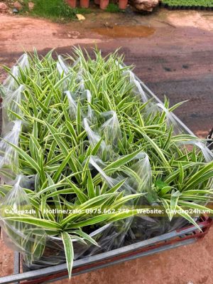 Những túi cỏ Lan Chi đã đóng gói cẩn thận, 5 bầu/bịch