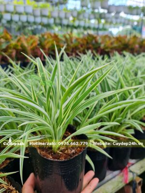 Cỏ Lan Chi nguyên bầu cao khoảng 20cm
