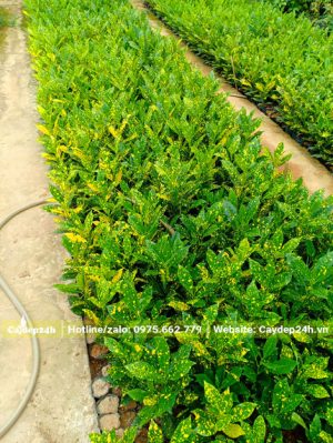 Luống cây cô tòng lá đốm giống đã chuyển đảo