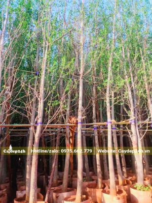 Hàng dưỡng bầu số lượng lớn, chiều cao hơn 4m