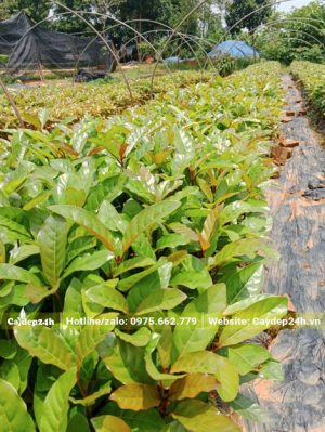 Cây giống Gáo Vàng nguyên bầu