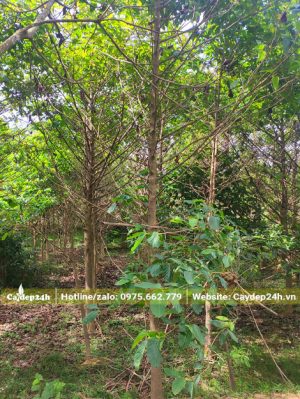 Rừng cây gáo vàng lâu năm đường kính thân 10cm đo cách gốc 1m
