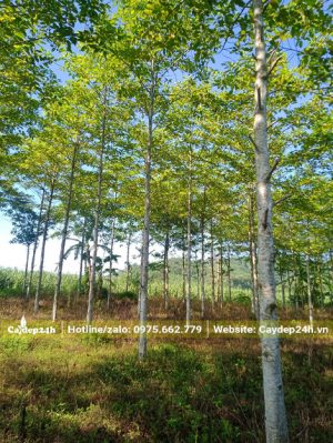Rừng cây Gáo Vàng công trình cao 7m