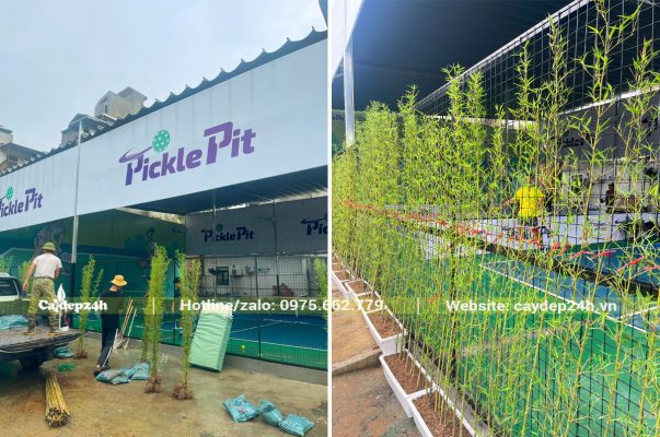 Trồng cây cho Công ty Pharbaco trọn gói từ a-z