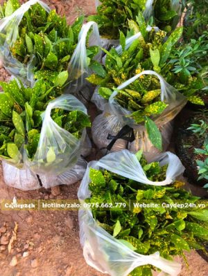 Cây giống cô tòng lá đốm đóng thành từng bịch 10 cây