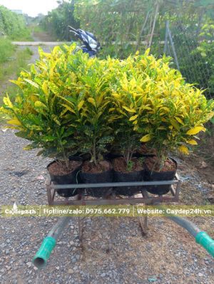 Xếp cây cô tòng lá đốm lên xe kéo chuyển ra nơi tập kết