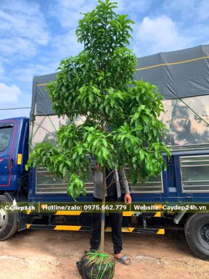 Vú Sữa Hoàng Kim cao hơn 2m, đường kính gốc 4 - 5cm