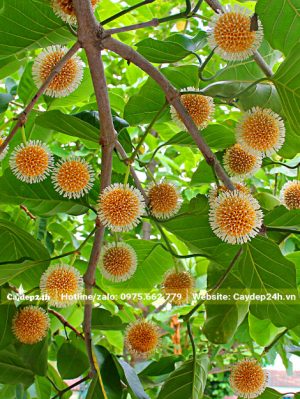 Hoa cây Gáo Vàng treo đầy trên cành