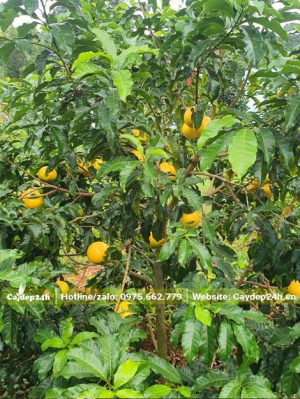 Cây Vú Sữa Hoàng Kim quả chín vàng ươm