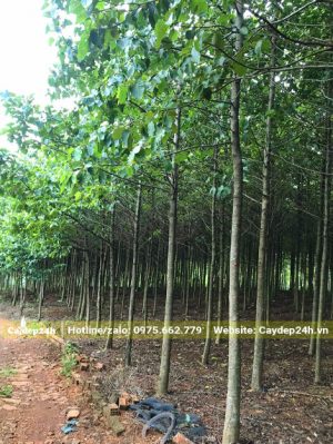 Cây Gáo Vàng trồng quy mô lớn, chiều cao hơn 3m, vanh khoảng 20