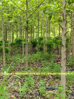 Vườn cây Gáo Vàng công trình vanh gốc 30 - 40cm