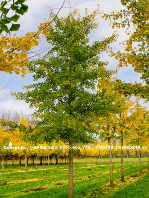 Vườn trồng ngân hạnh trưởng thành quy mô vài hecta