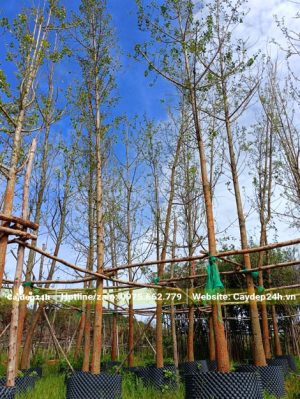 Vườn dâm ủ cây Ngân Hạnh công trình cao từ 5m