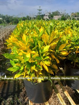 Cô Tòng Lá Đốm thuần bầu