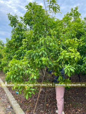 Vú Sữa Hoàng Kim trưởng thành cao hơn 2m, vanh 10