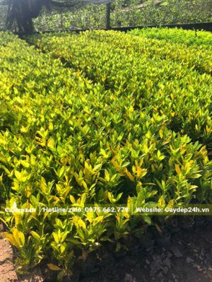 Những luống cây giống vàng anh lá đốm cao 20 - 25cm