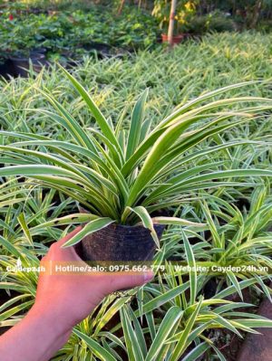 Cỏ Lan Chi dưỡng trong bầu từ nhỏ