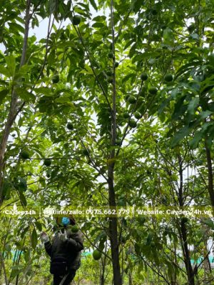 Vườn Vú Sữa Hoàng Kim sẵn quả, chiều cao từ 3 - 4m