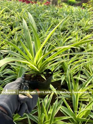 Cây cỏ trồng viền có màu lá đẹp, chiều cao khoảng 20cm
