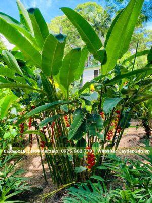 Bụi cây chuối tràng pháo lâu năm đường kính khoảng 1m