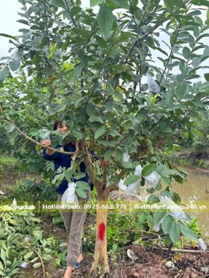 Bứng bầu cây ổi lâu năm cao khoảng 3m