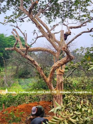 Đào đất, bứng thẳng cây ổi cổ thụ đường kính gốc hơn 25cm