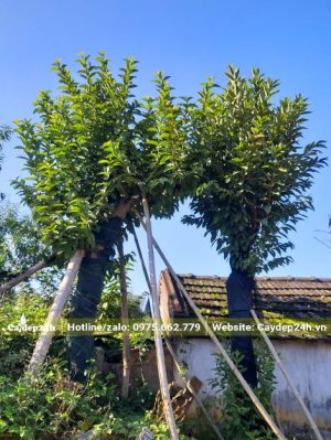 Cặp cây ổi cổ thụ cao hơn 4m