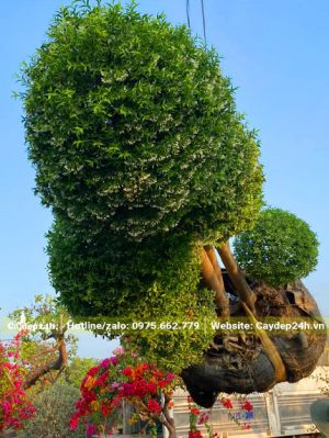 Nhấc cây mai chiếu thủy công trình lên xe