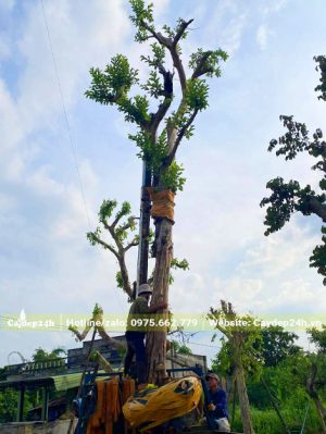 Ổi cổ thụ đã đốn tỉa tay cành và dâm ủ nhiều năm