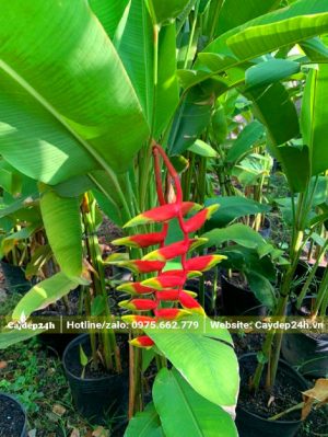 Cây chuối pháo bắt đầu mùa hoa đầu tiên