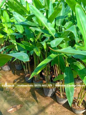 Hàng cây giống cao gần 1m, trồng trong bầu từ nhỏ