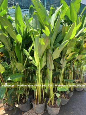 Xếp gọn những cây chuối pháo trưởng thành chuẩn bị giao cho khách hàng