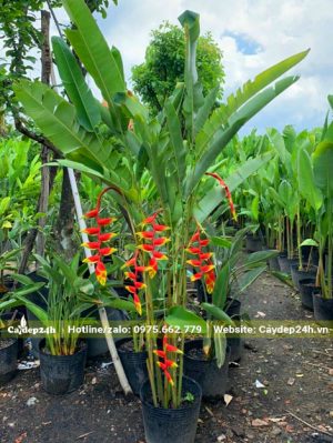 Vườn nuôi trồng cây chuối tràng pháo nguyên bầu cao hơn 1m